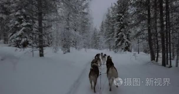 狗拉雪橇在冬季森林视频