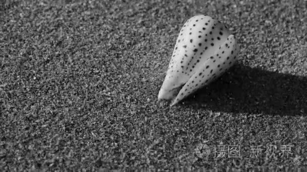在沙滩上，风吹砂海螺
