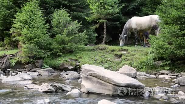 在一条山涧河流附近吃草的马视频