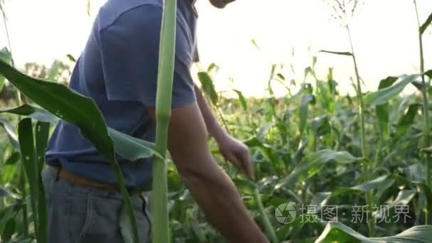 年轻的农夫检查玉米棒子生长有机农场实地的进展