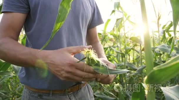 年轻的农夫检查玉米棒子生长有机农场实地的进展