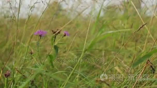 蓟花和草在风中视频