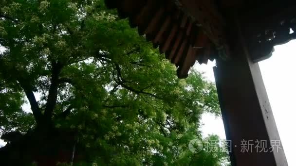 中国古代建筑屋檐下郁郁葱葱的绿树，微风吹来叶
