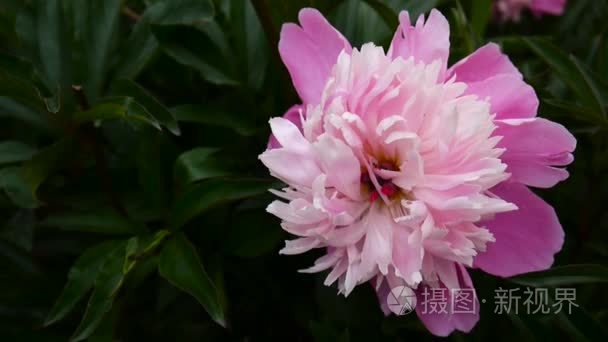 一个粉红色的牡丹花紧靠风的花坛议案。高清视频素材静态相机