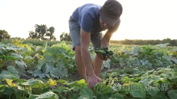 年轻的男性农民，在有机生态农场采摘黄瓜