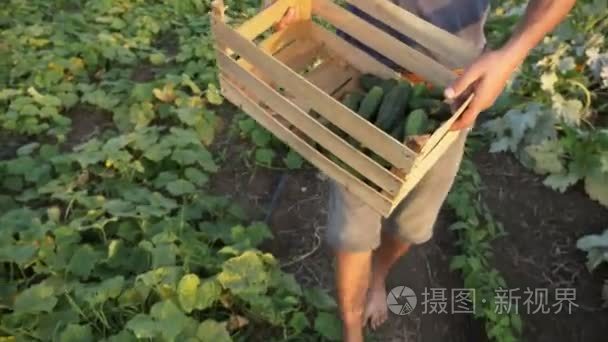 年轻的男性农民，在有机生态农场采摘黄瓜