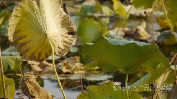 巨大的荷叶塘秋季北京视频