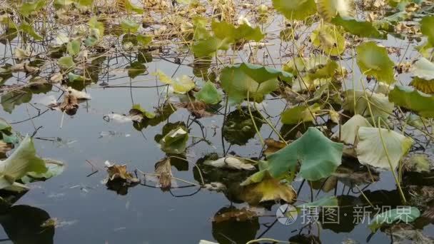 巨大的荷叶塘秋季北京