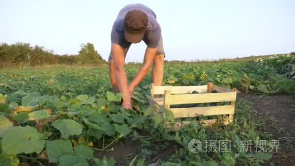 年轻的男性农民，在有机生态农场采摘黄瓜