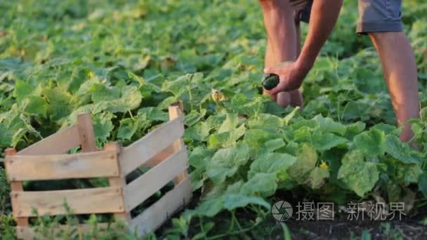 年轻的男性农民，在有机生态农场采摘黄瓜