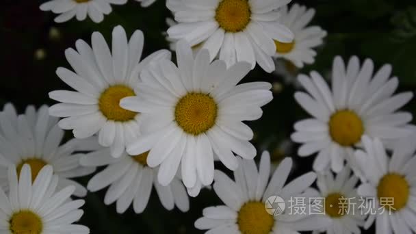 雏菊花坛视频画面上封闭的花视频