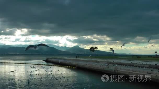 动物鸟海鸥飞视频