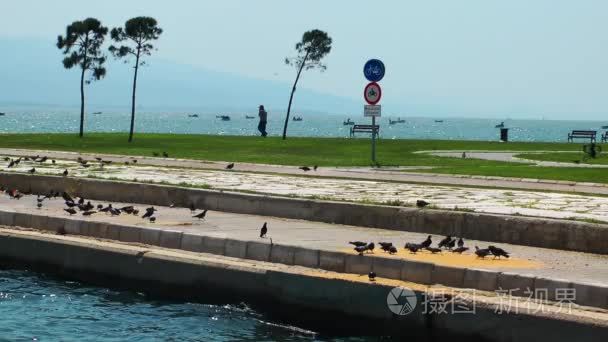 海鸟海鸥和鸽子飞行动物视频