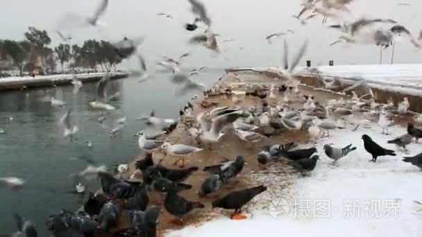 海鸟海鸥和鸽子飞行动物视频