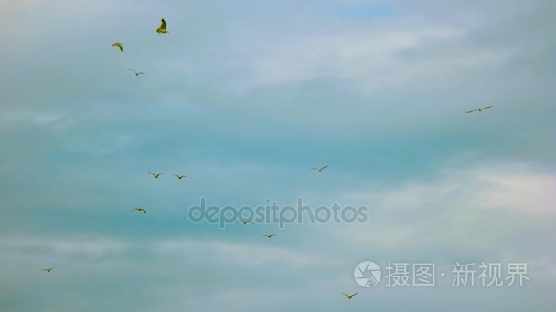 天空中的小鸟视频