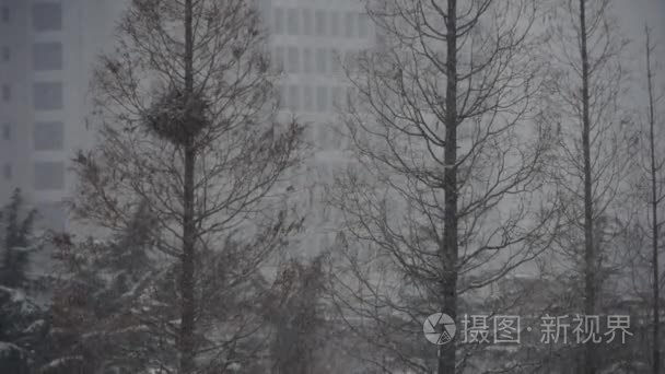 森林和飘落的雪花视频