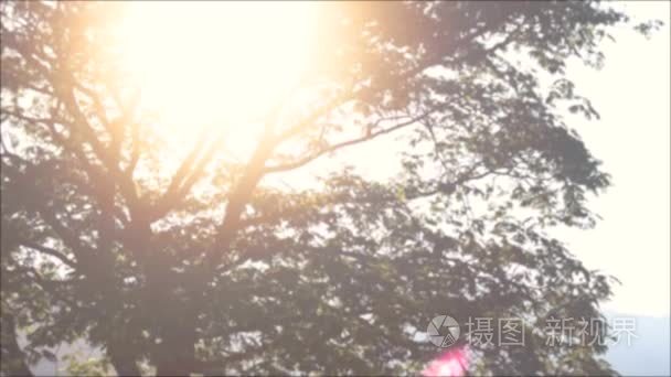郁郁葱葱的树和明亮的太阳视频
