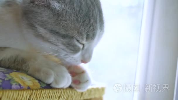 小猫正在洗舔爪子坐在窗边。可爱的猫咪猫洗爪子毛宠物