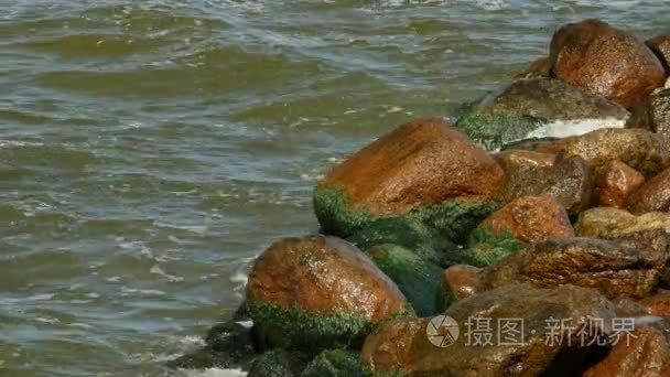 岸边的海绿色海藻与水中的石头上长满青苔