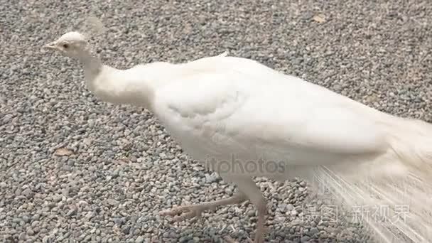 美丽的白孔雀