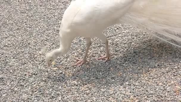 白孔雀吃视频