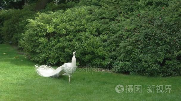 白孔雀在草坪上
