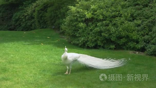 在绿色的草坪上的白孔雀
