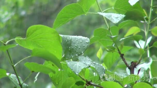 俄勒冈暴雨期间的绿色植物叶子视频