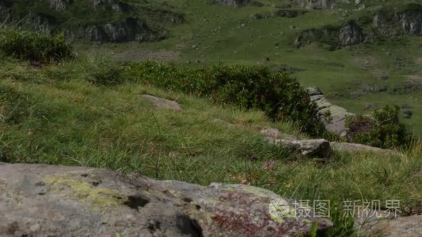 近距离拍摄女性登山靴在行动视频