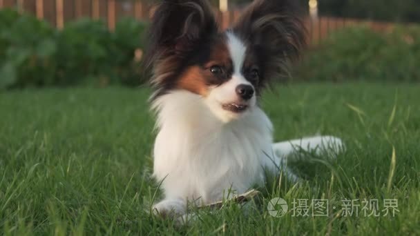 巴比龙大陆玩具猎犬小狗啃棍子绿色草坪素材视频