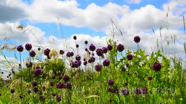 野蒜花对美丽的天空视频