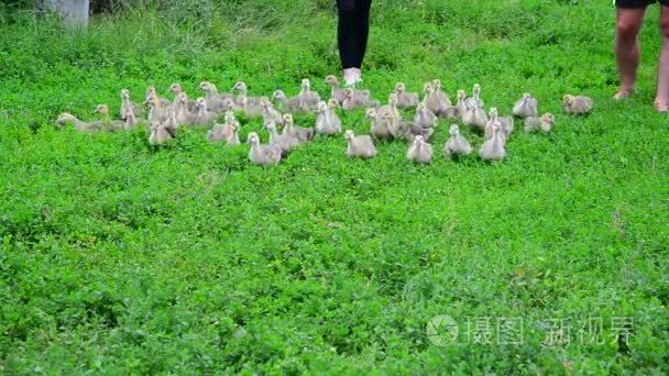 小鹅从家禽农民运行视频