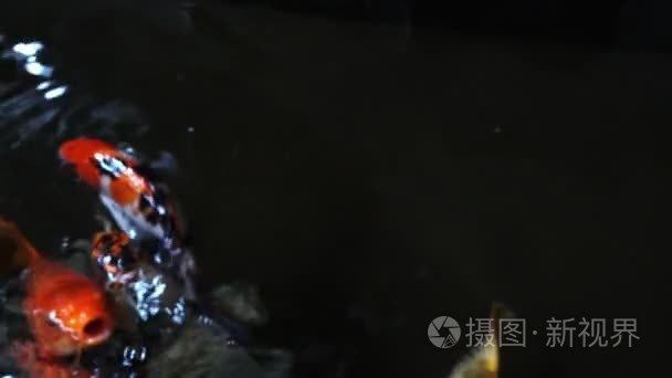 池塘中的锦鲤鱼视频