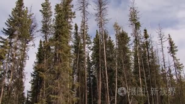 砍伐林木视频