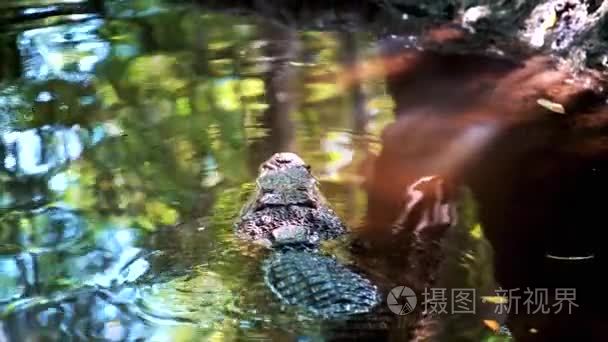 水在丛林中的野生鳄鱼视频