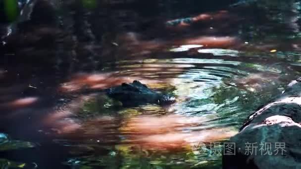 隐藏在丛林中的水中的鳄鱼视频