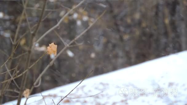 在森林里强降雪，黄叶在风中摇摆