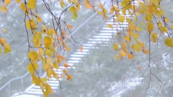 在森林里强降雪。树枝和树叶在风中摇曳