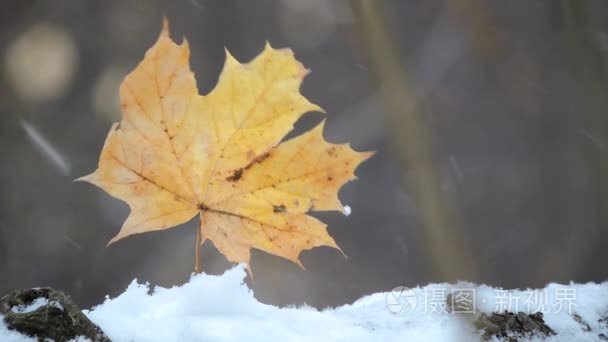 在森林里强降雪，黄叶在风中摇摆