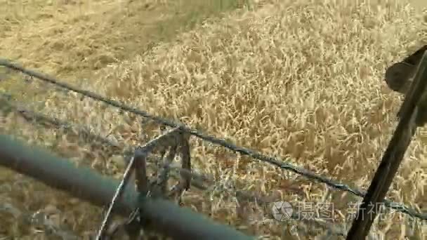 小麦收获观从收割机驾驶室领域视频
