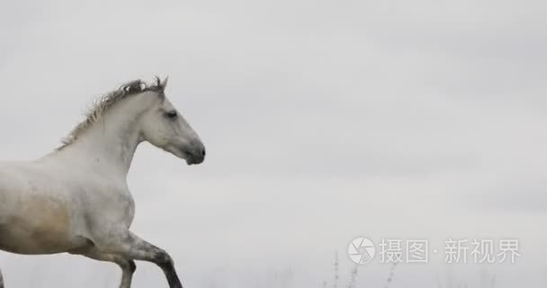 野生白马上现场运行驰骋