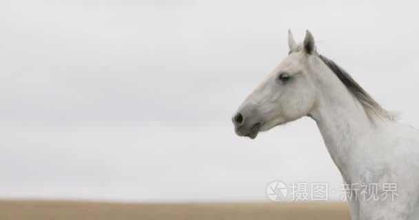 对现场运行小跑野生白马