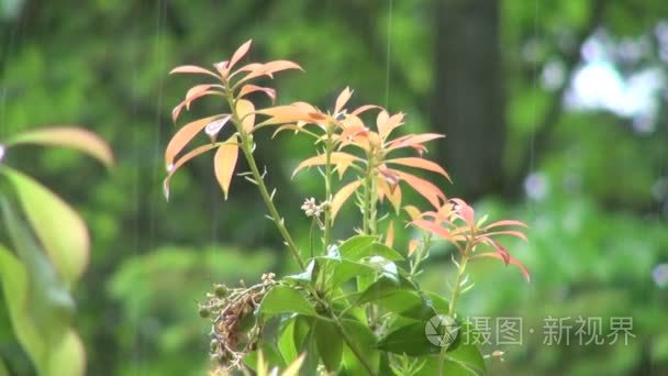 俄勒冈夏季暴雨中的橙花植物视频