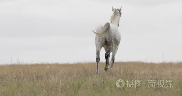 对现场运行小跑野生白马