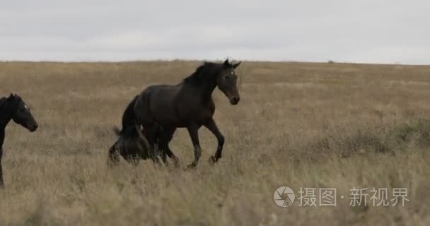 现场运行上的棕色野马驰骋视频