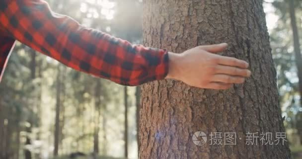 关闭男性的手碰在树林里的树视频