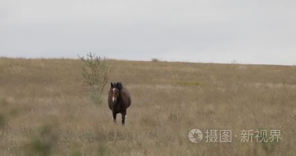 对现场运行驰骋野生匹棕色的马视频