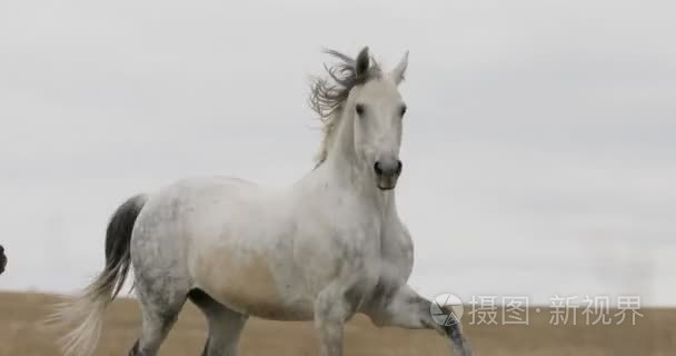 现场运行上的野马驰骋