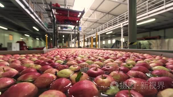 水果生产厂洗苹果的过程视频