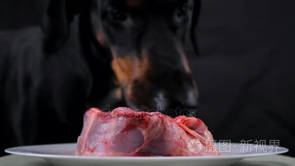 节日的狗舔原料肉牛肉视频